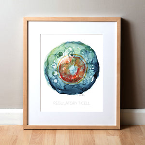 Framed watercolor painting of a regulatory T cell.