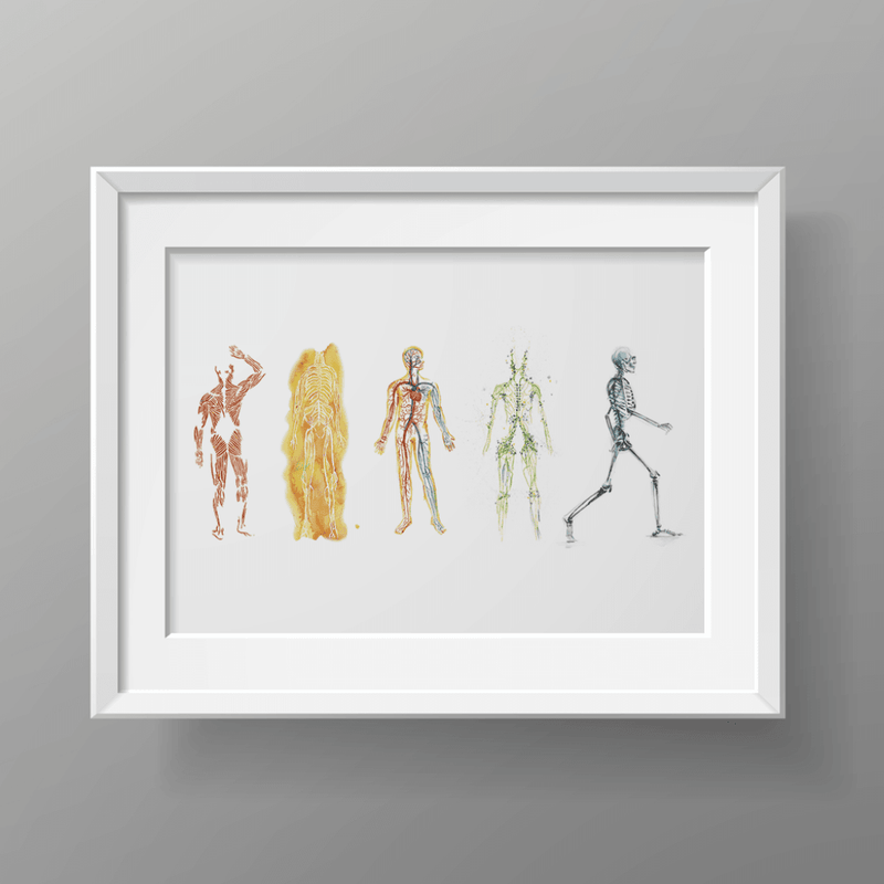 The Five Body Systems Print Watercolor- Muscular - Nervous System- Circulation- Lymphatic System- Skeletal- Full body 