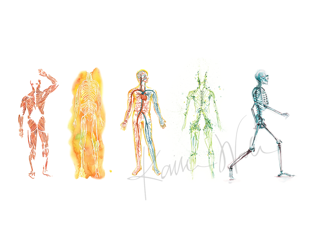 The Five Body Systems Print Watercolor