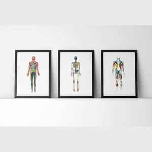 Body Systems Set In Red Blue And Green Watercolor Print