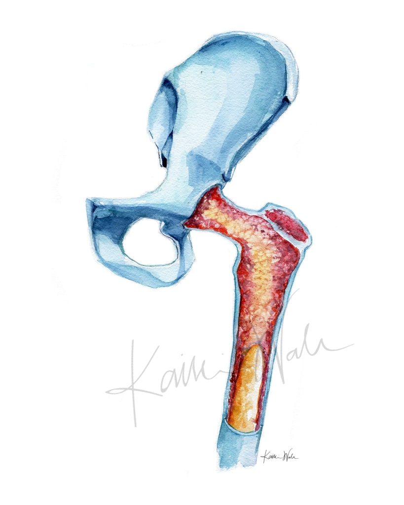 Bone Marrow Watercolor Print