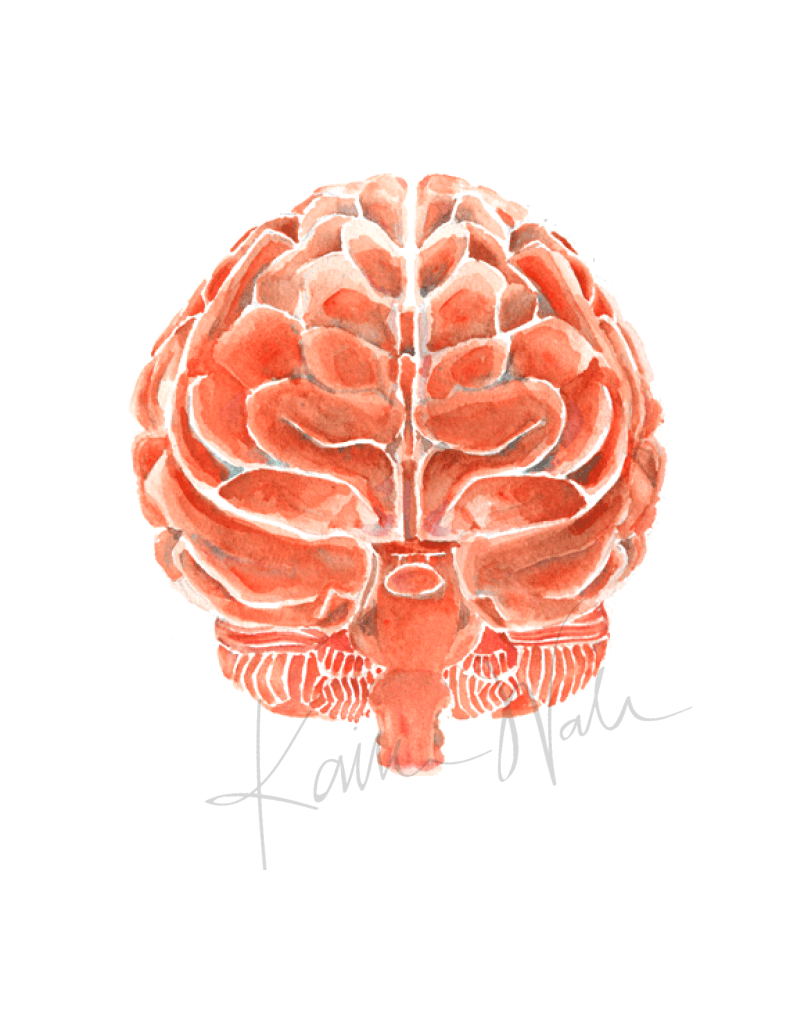 Brain In Clay Red Print Watercolor