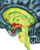 Endocrine Brain Print Watercolor