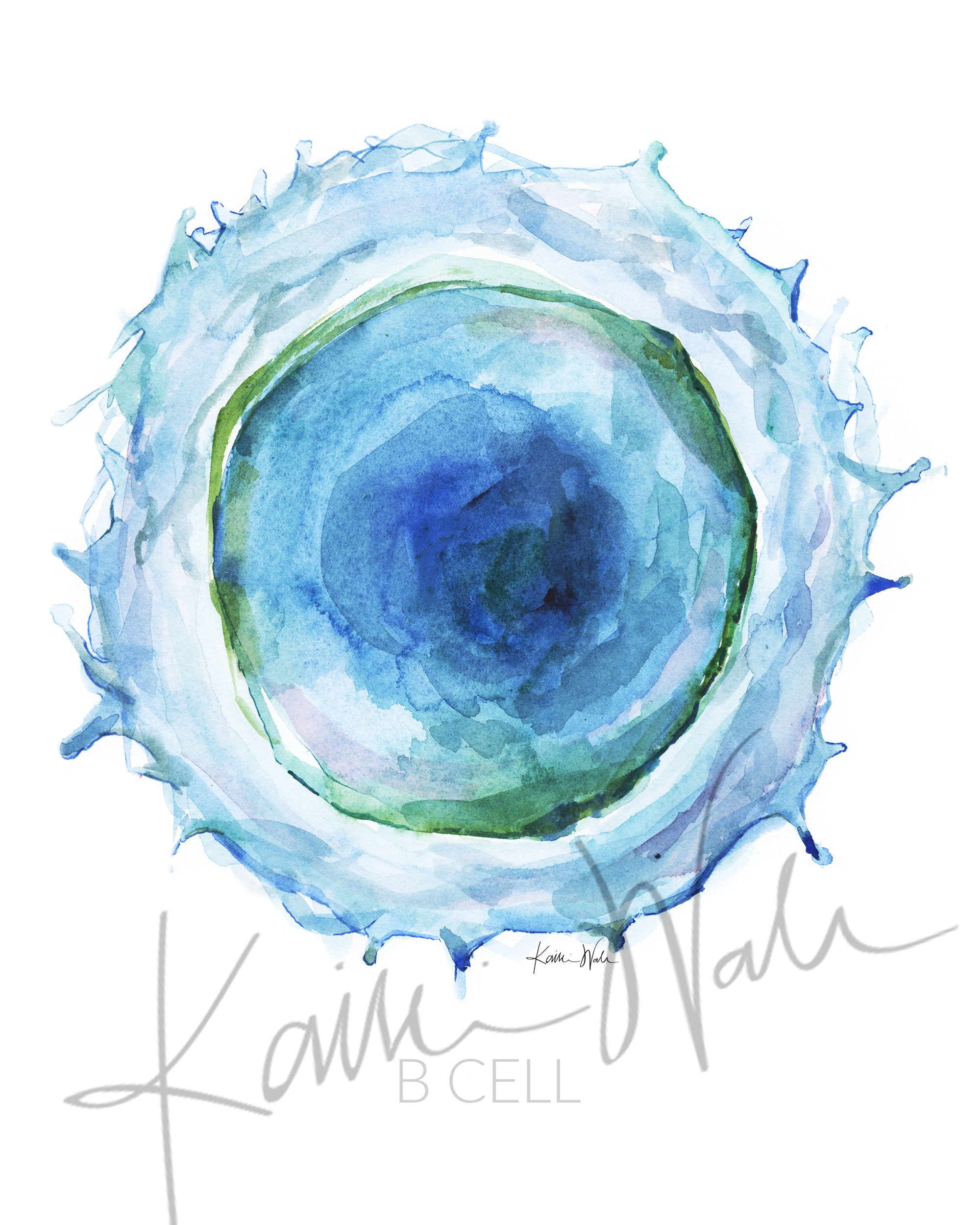 Unframed watercolor painting of a B cell.