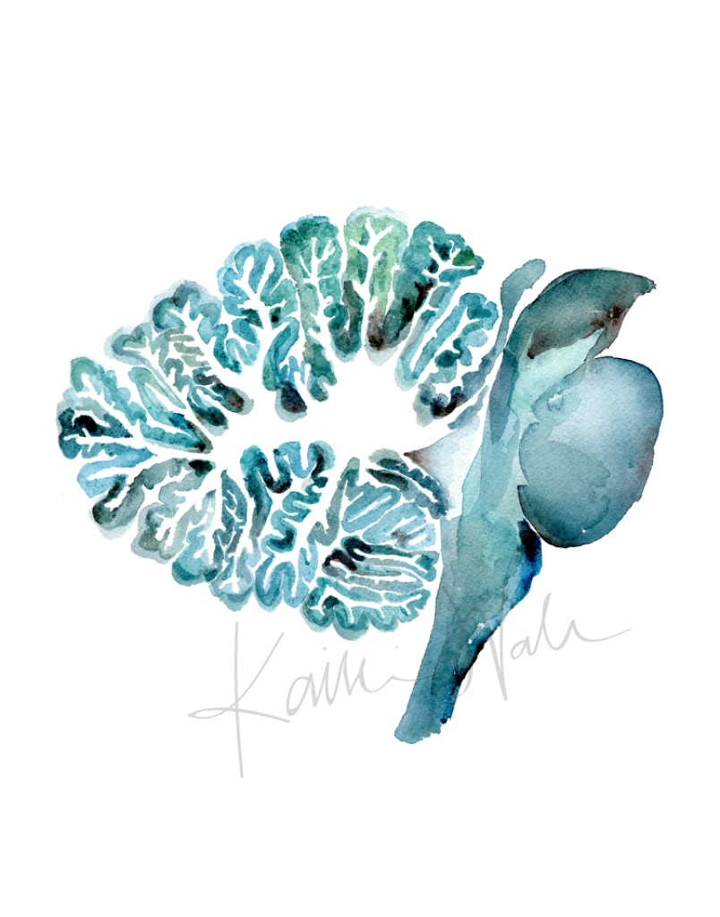Cerebellum In Turquoise Print Watercolor
