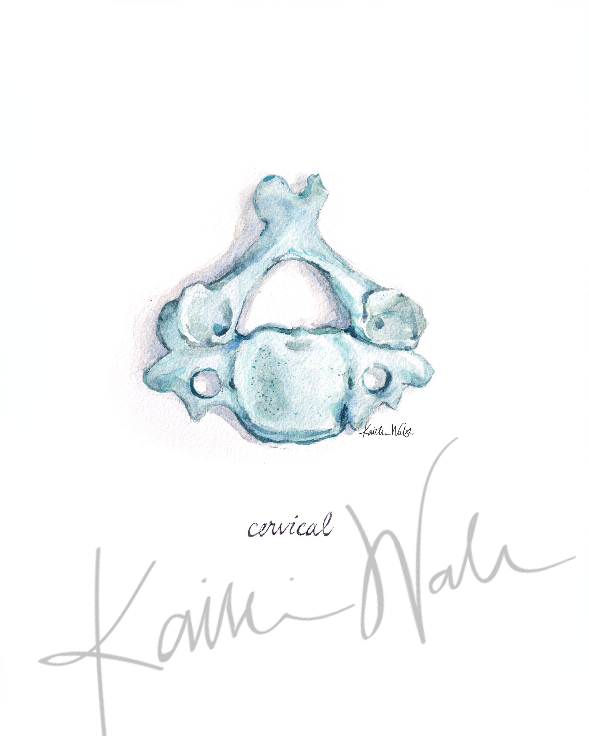 Cervical Vertebra Watercolor Print