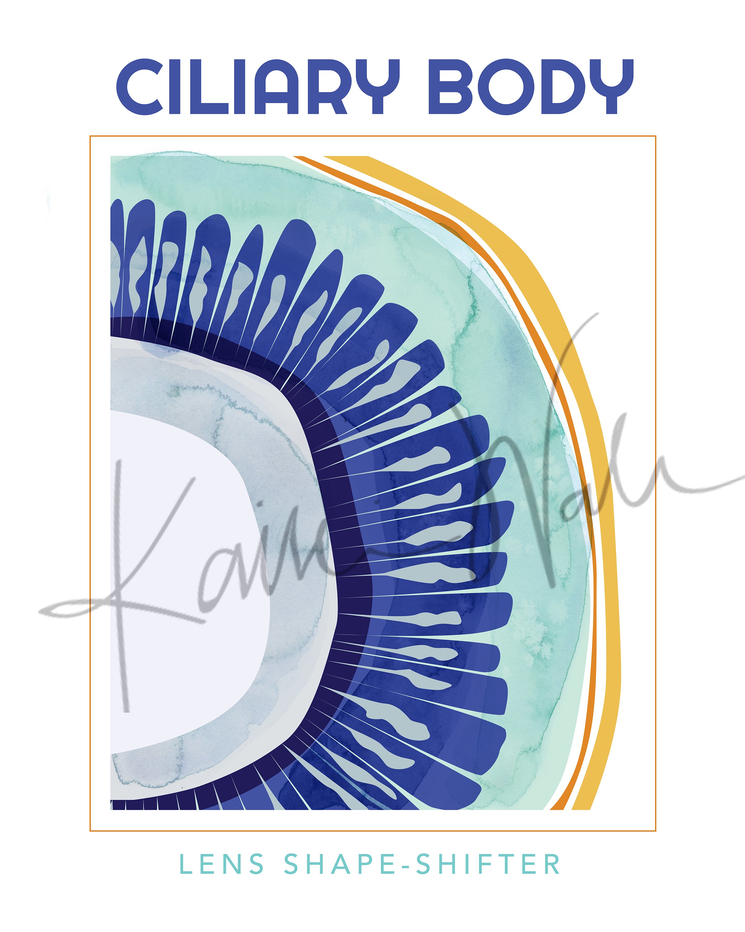 Ciliary Body Poster - LIMITED EDITION DIGITAL DOWNLOAD