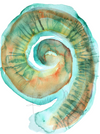 Cochlea Watercolor - Original