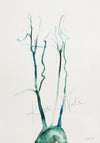 Anatomical Watercolor Painting Of The Aorta in Green Laying Flat