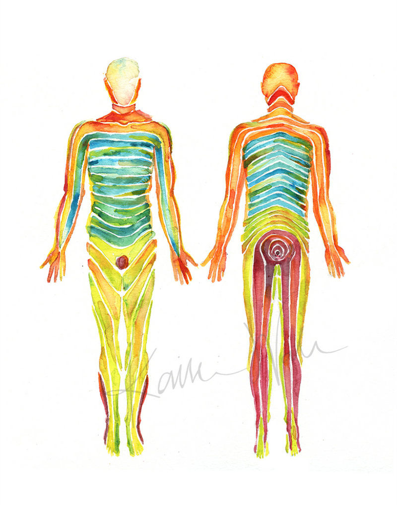 Dermatomes Watercolor Print