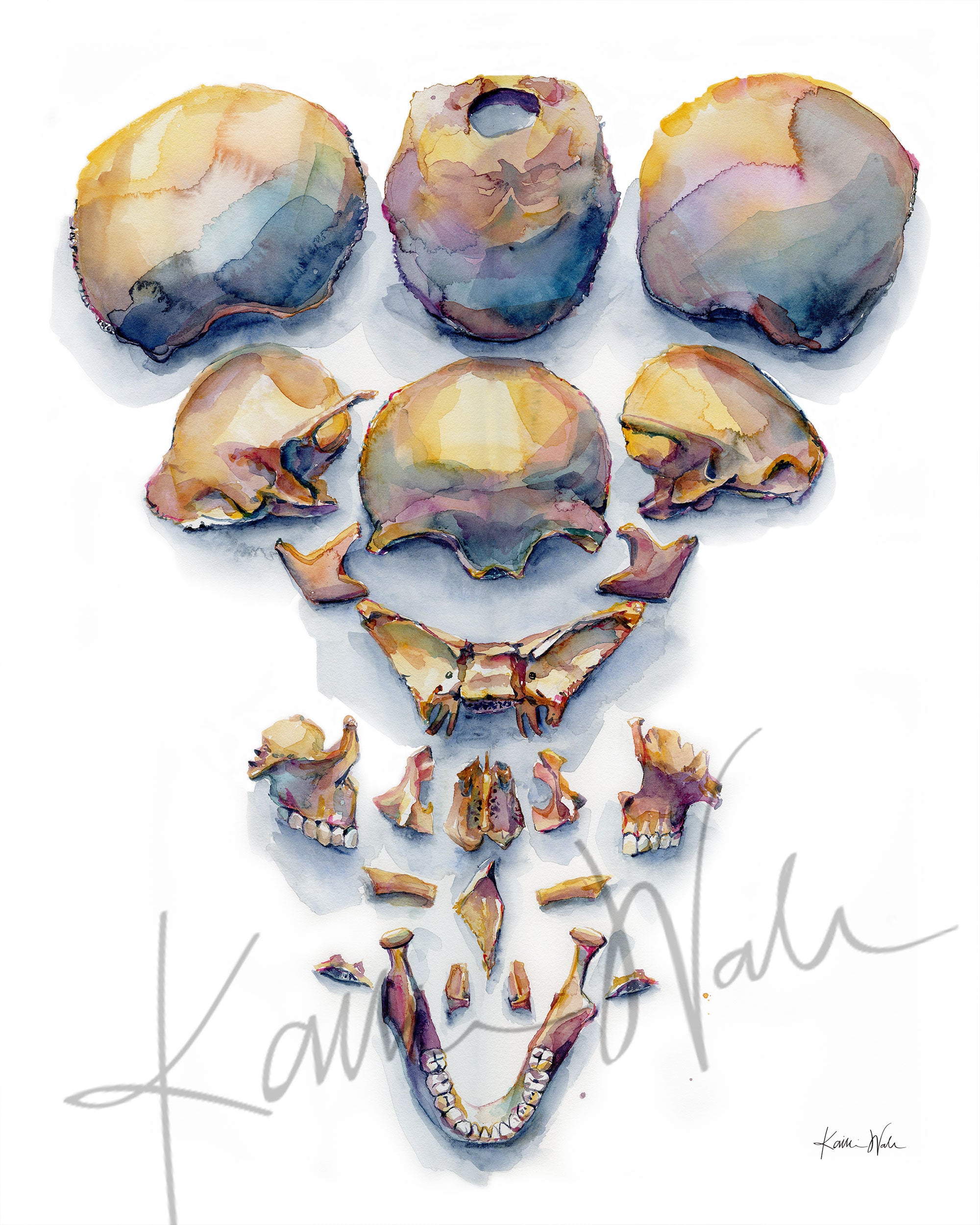 Unframed watercolor painting of a top view of an exploded skull.