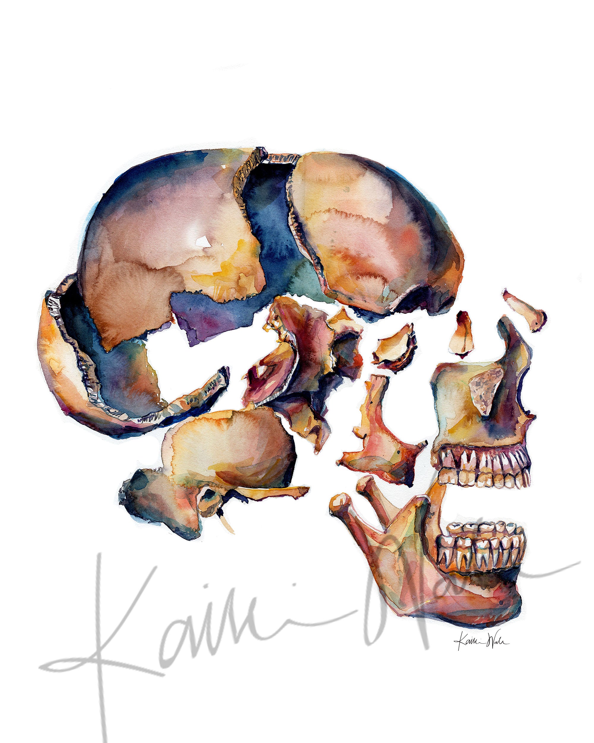 Exploded View of Skull II Watercolor Print