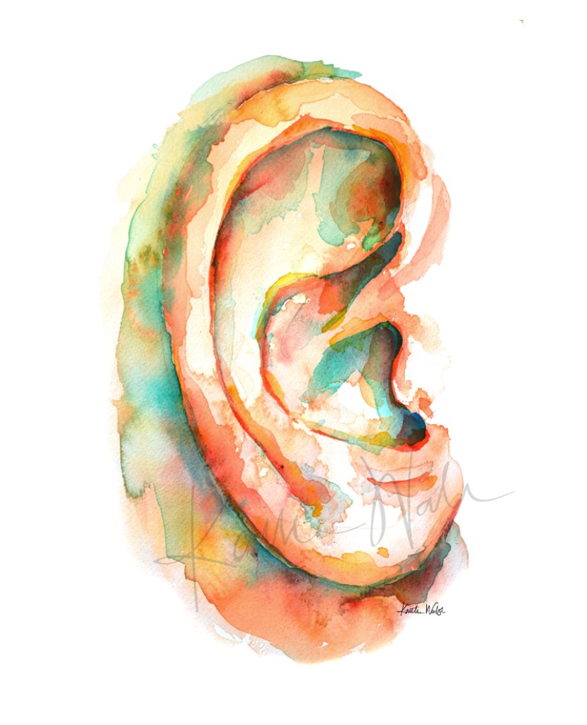 Ear Anatomy Print Set Watercolor