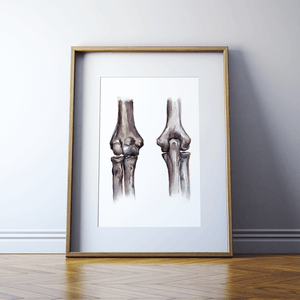 Elbow Joint Anatomy Print Watercolor