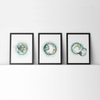 Embryo Set Of 3 Watercolor Prints Print