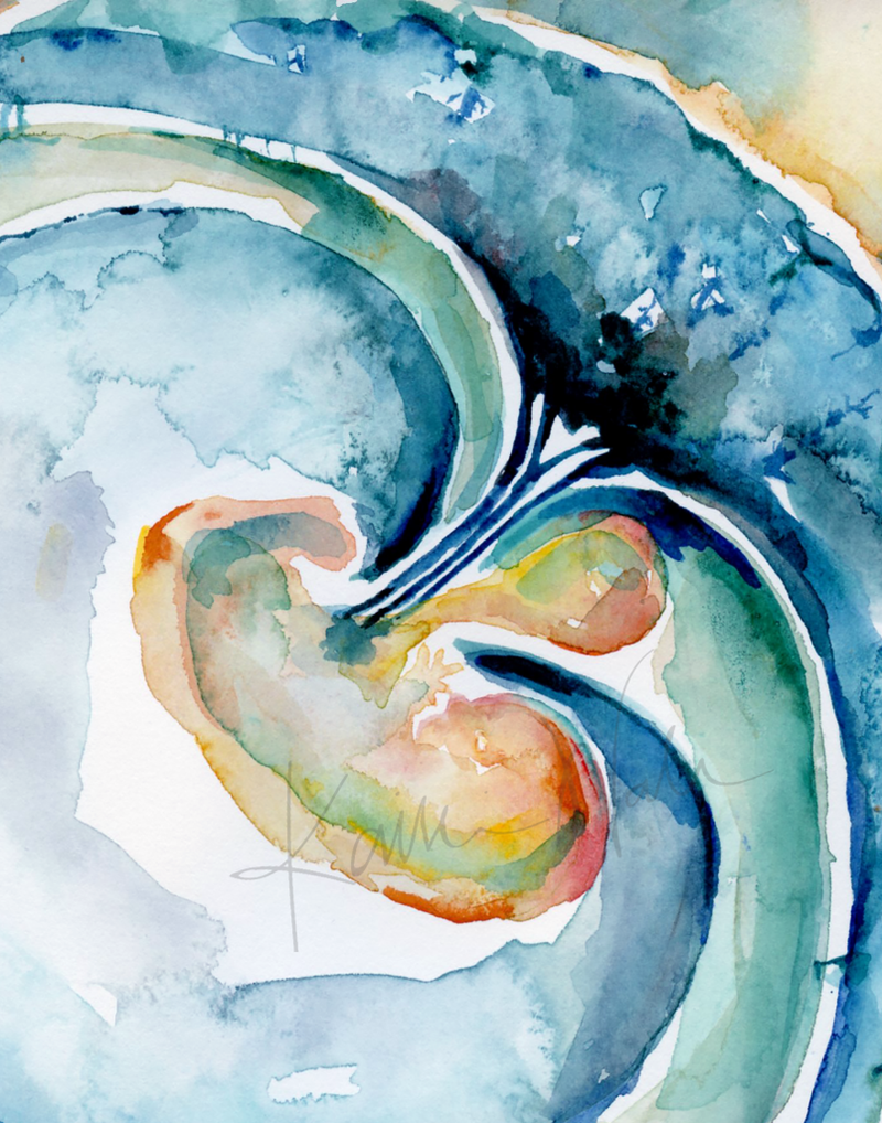 Fetus And Extraembryonic Membranes Print Watercolor