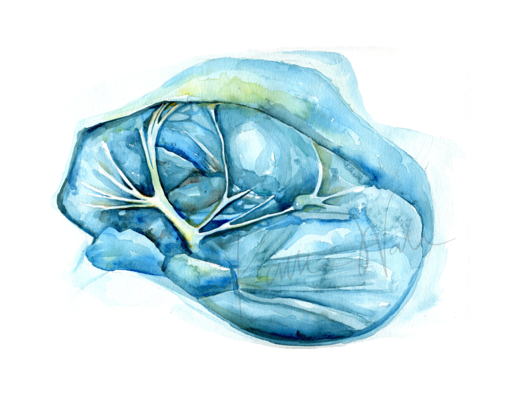 Facial Nerve Dissection Print Watercolor