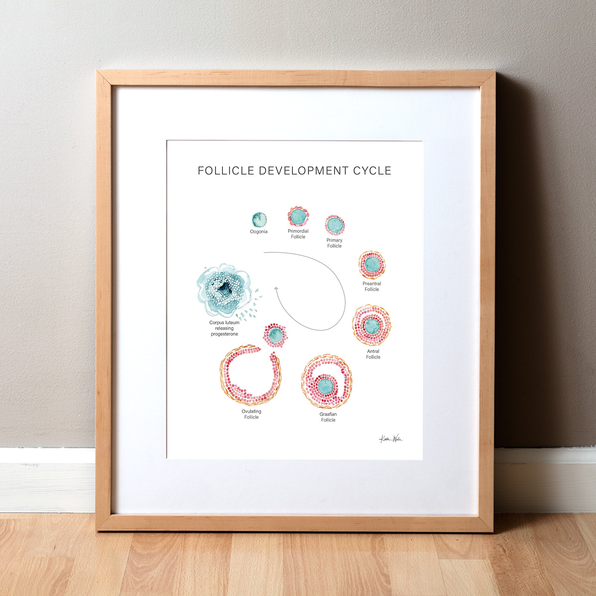 Framed watercolor painting of a follicle development cycle in light teals, pinks and oranges.