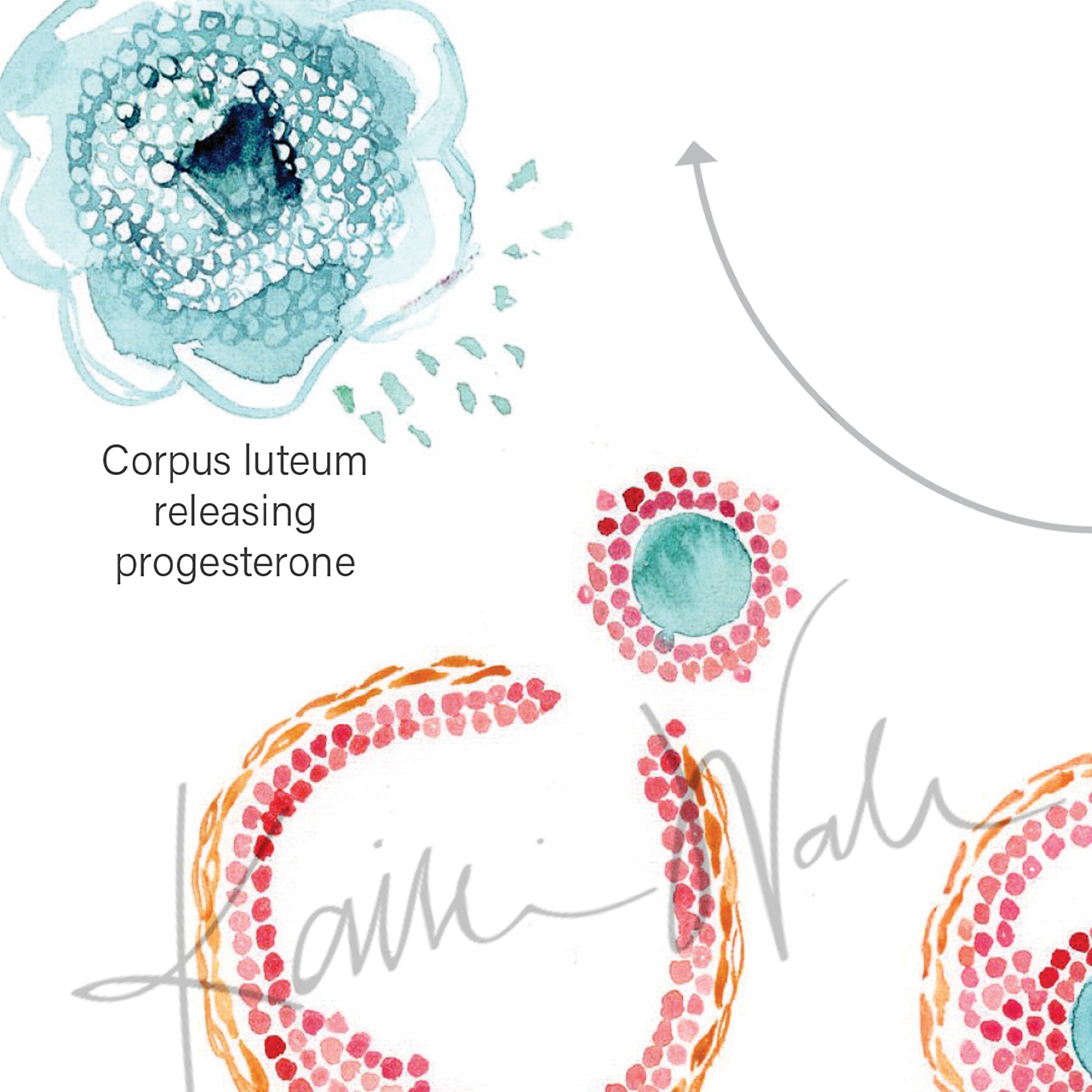 Zoomed in view of a watercolor painting of a follicle development cycle in light teals, pinks and oranges.