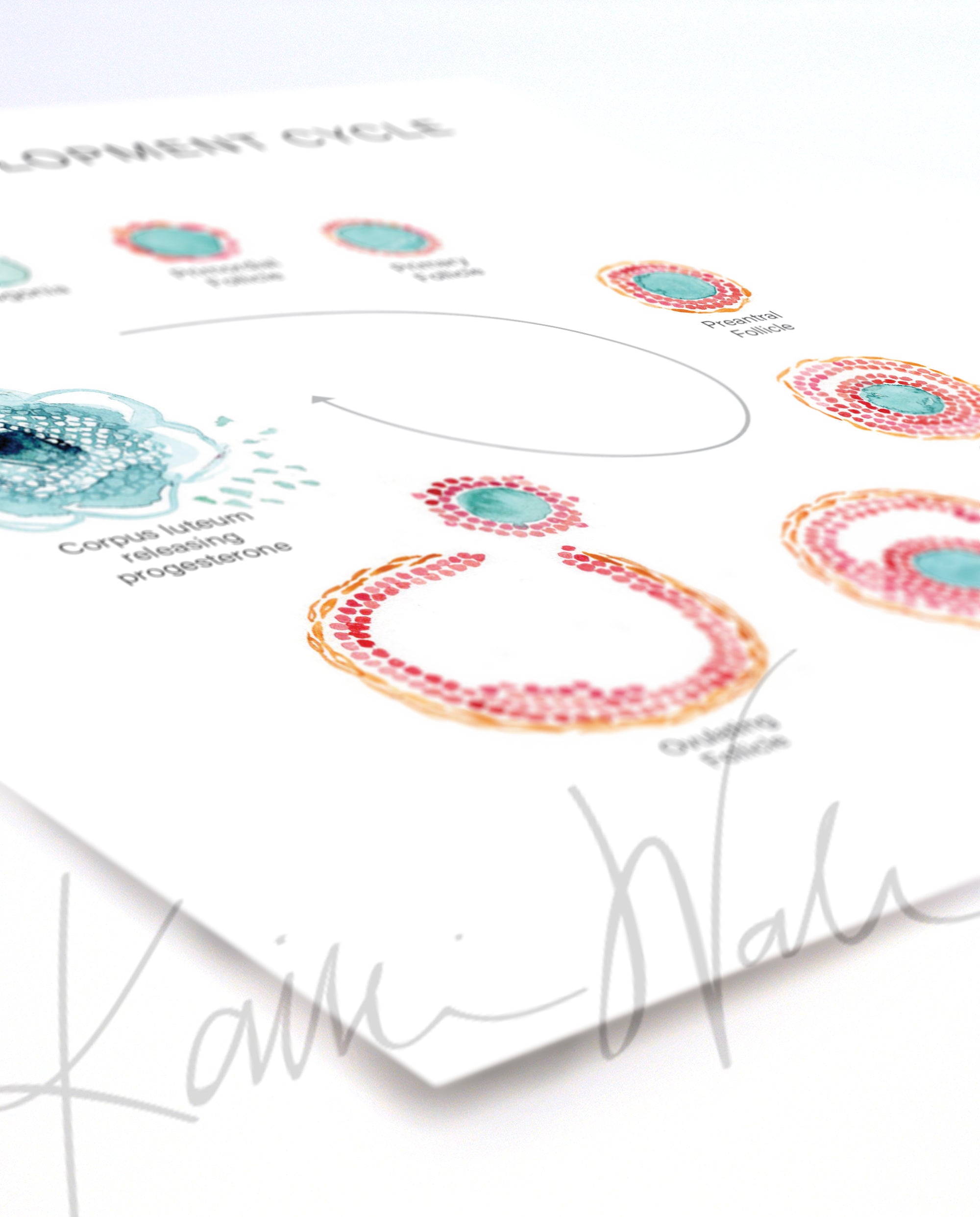 Unframed watercolor painting of a follicle development cycle in light teals, pinks and oranges at an angle.