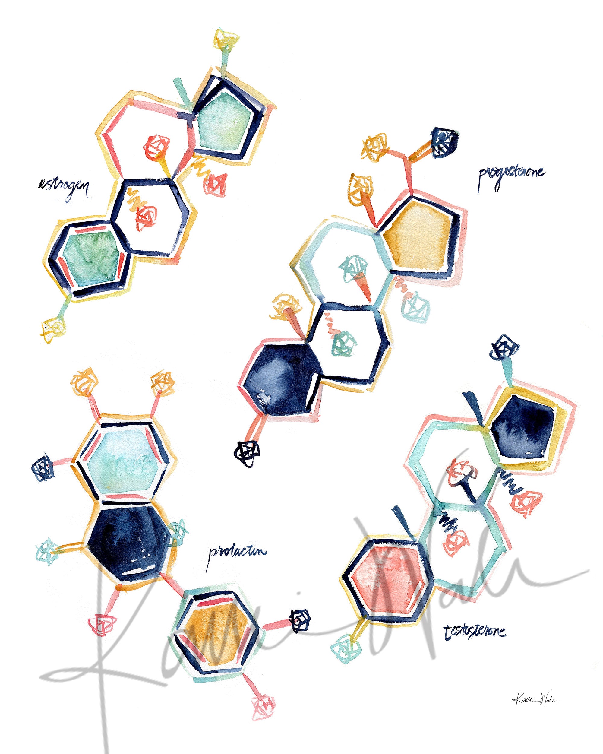 Unframed watercolor poster of the molecular structure of reproductive hormones.