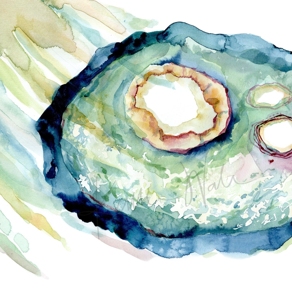 Ovary And Fimbriae Watercolor Print