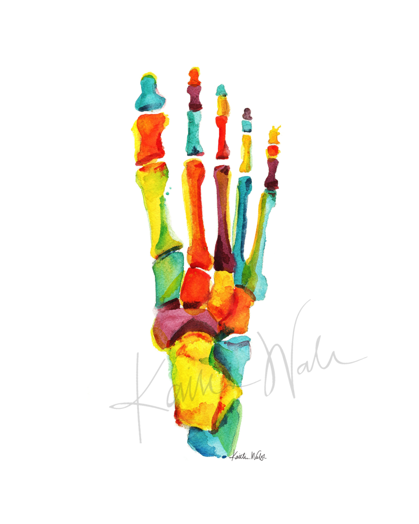 Bright Bones Of The Foot Print Watercolor