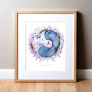 Framed watercolor painting of a monocyte white blood cell.