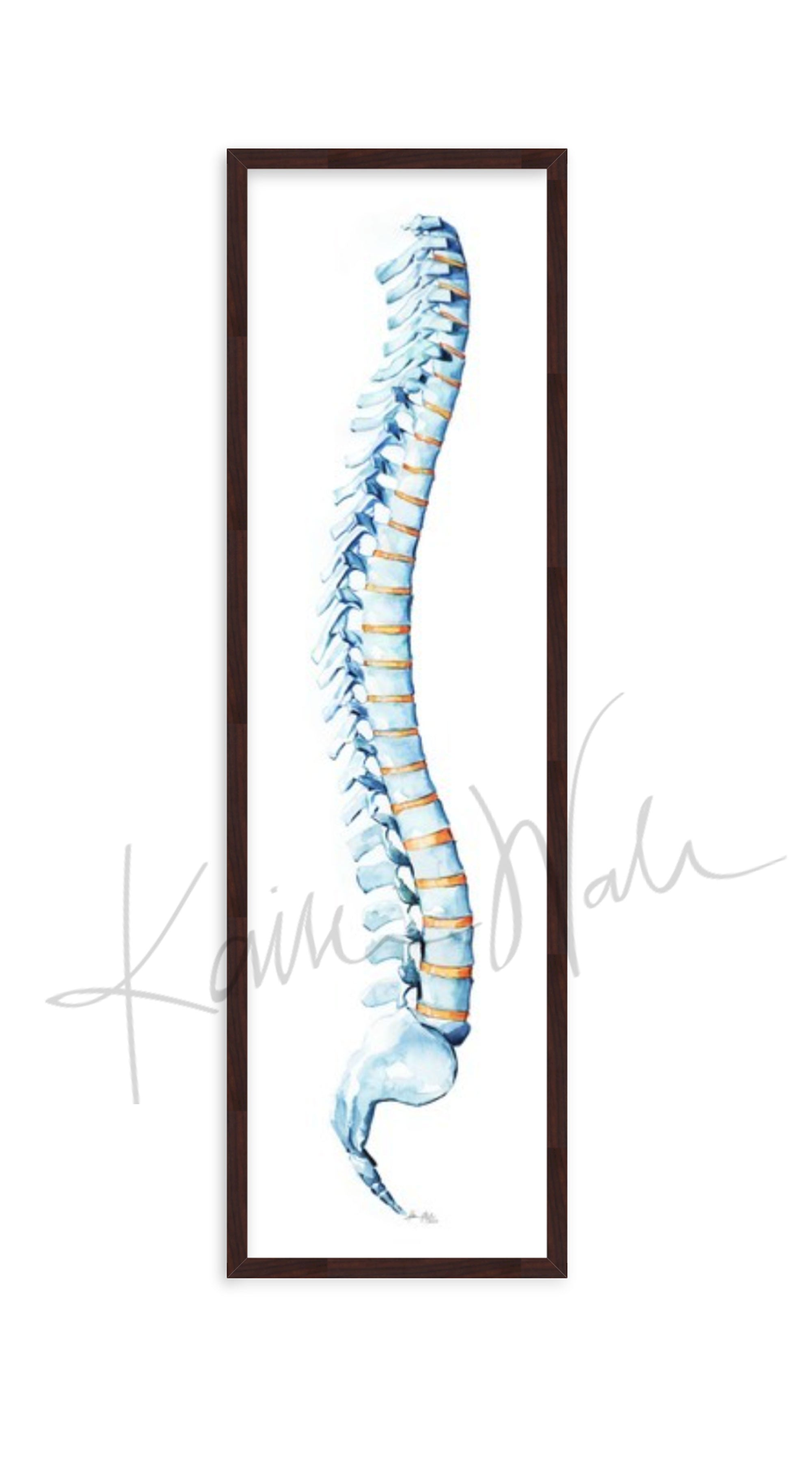 Spinal Column Watercolor Print - Spine Art - Orthopedic Art - Spinal Paintings