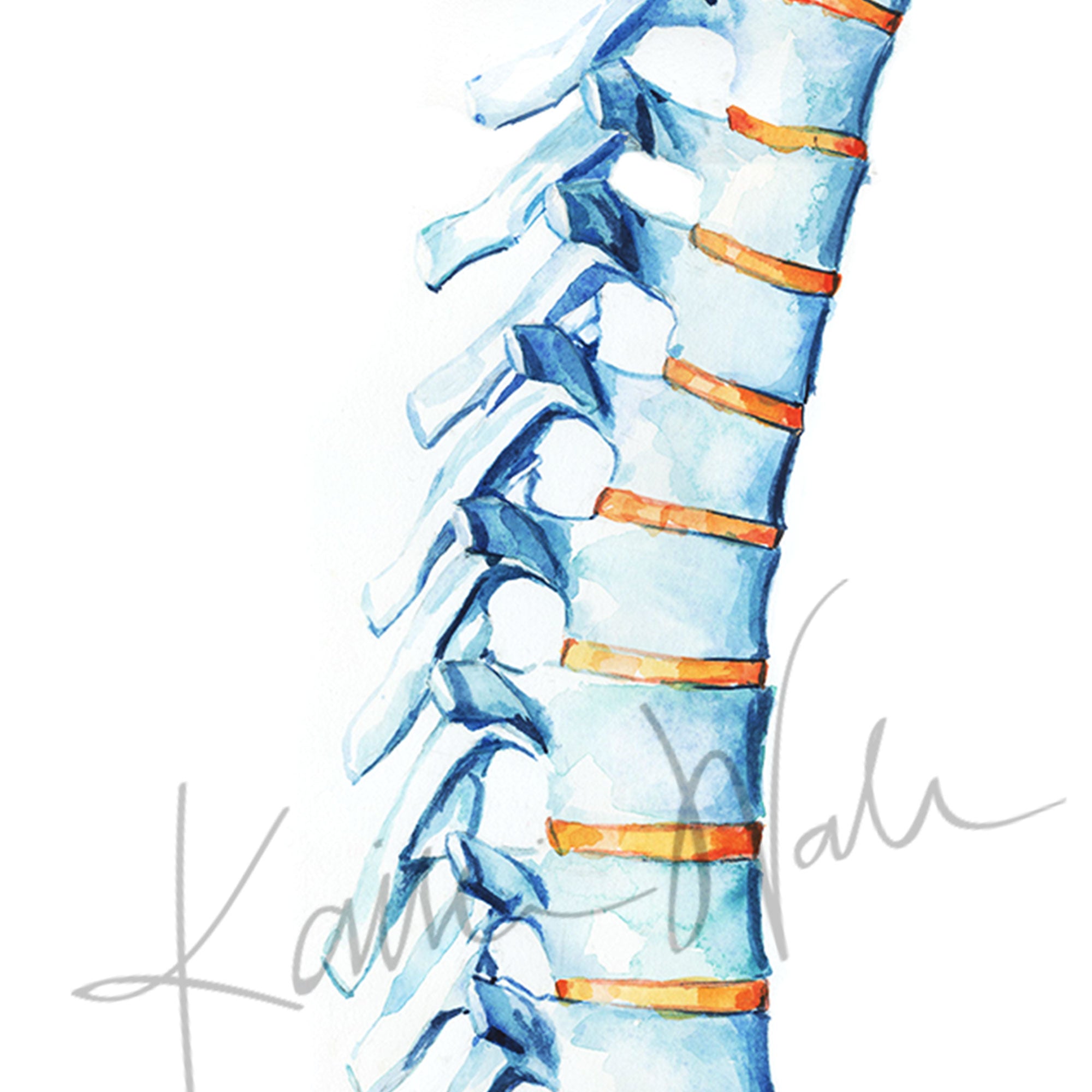 Spinal Column Watercolor Print - Spine Art - Orthopedic Art - Spinal Paintings