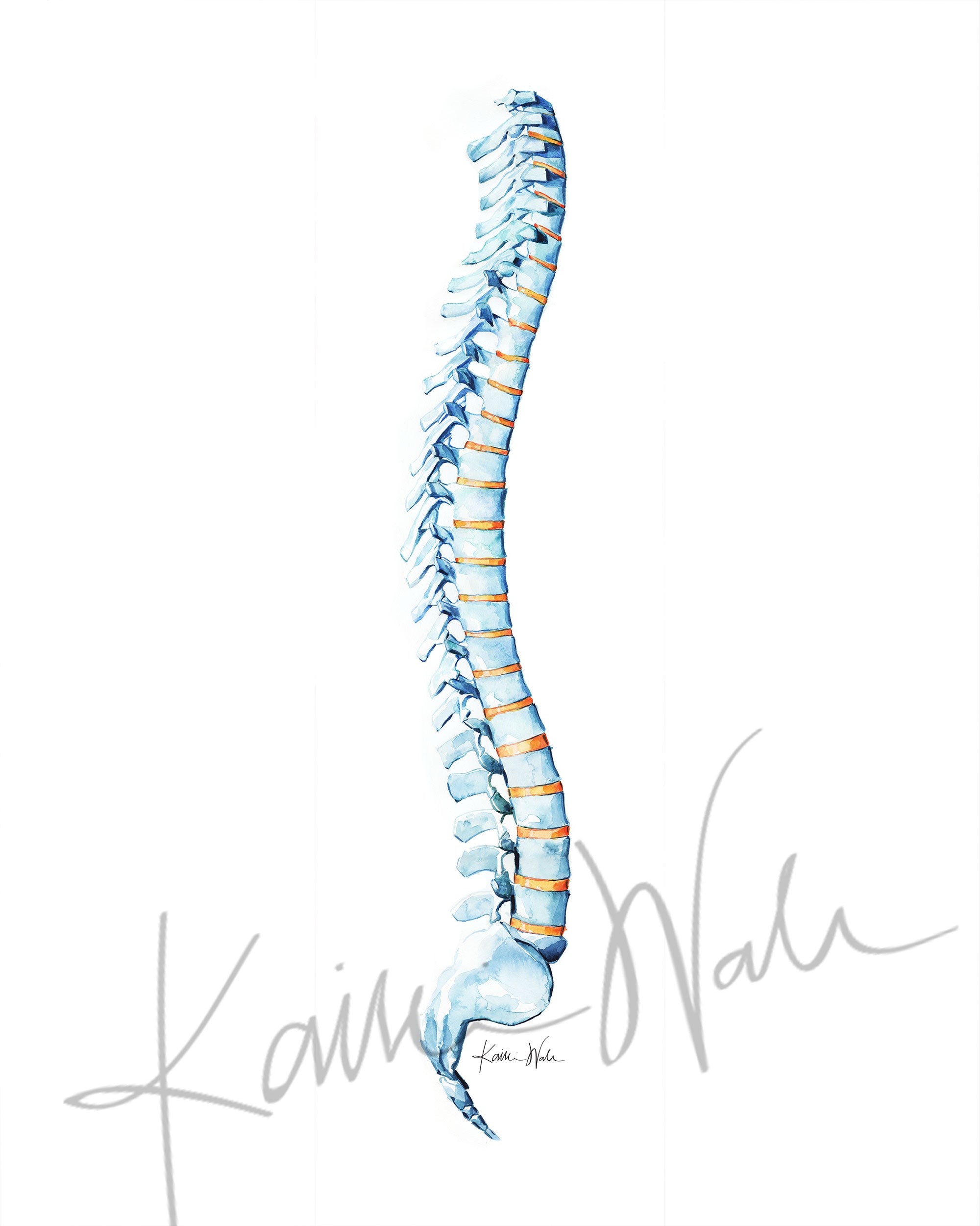 Spinal Column Watercolor Print - Spine Art - Orthopedic Art - Spinal Paintings