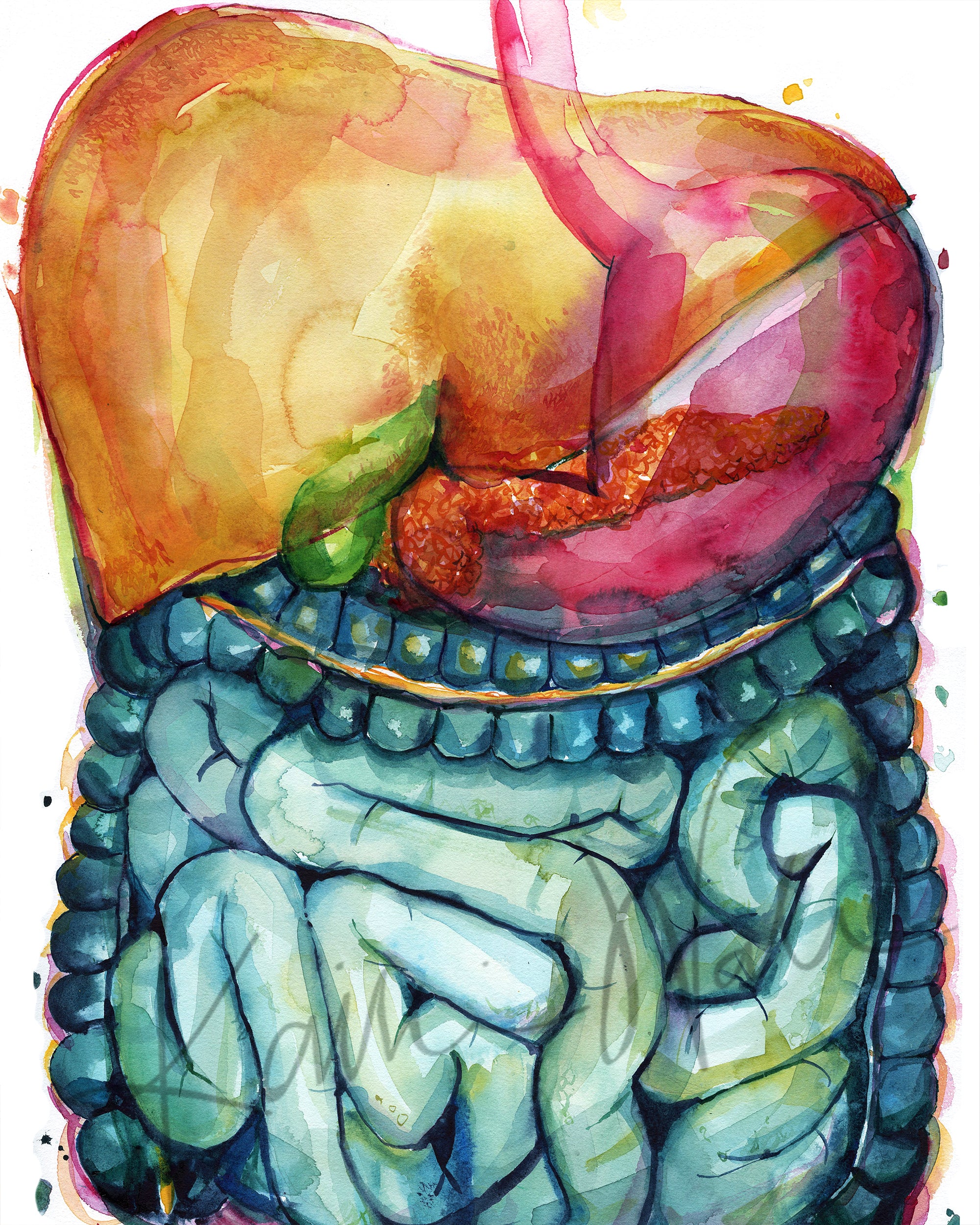  Unframed watercolor painting of the gastrointestinal system.