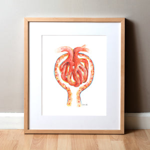 Framed watercolor painting showing a glomerulus in scarlets, oranges, and yellows.