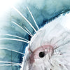 Zoomed in view of a watercolor painting of a zoomed in perspective of a white guinea pig’s nose on a teal, blue, and green background.