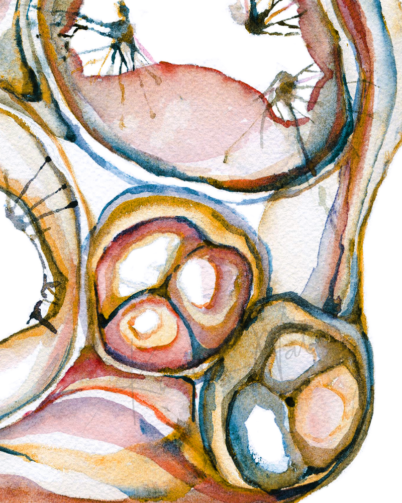 Cross Sectioned Heart Print Watercolor - Quality Anatomy Art- ventricles - pulmonary valves - chordae tendineae - Gift for Doctor