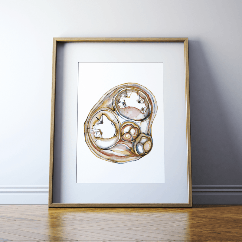 Cross Sectioned Heart Print Watercolor - ventricles - pulmonary valves - chordae tendineae- Anatomy Art