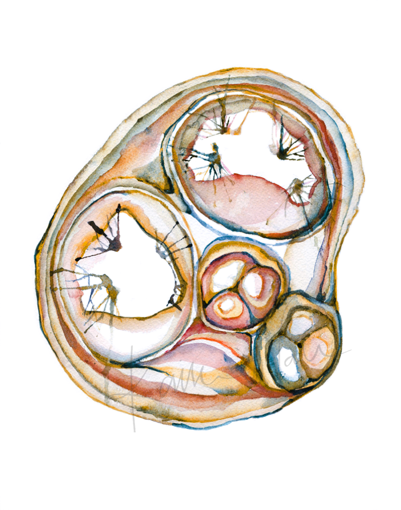 Cross Sectioned Heart Print Watercolor- ventricles - pulmonary valves - chordae tendineae- Anatomy Art- Gift for Doctor- Cardiovascular Art