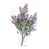 Watercolor Botanicals | teens & adults