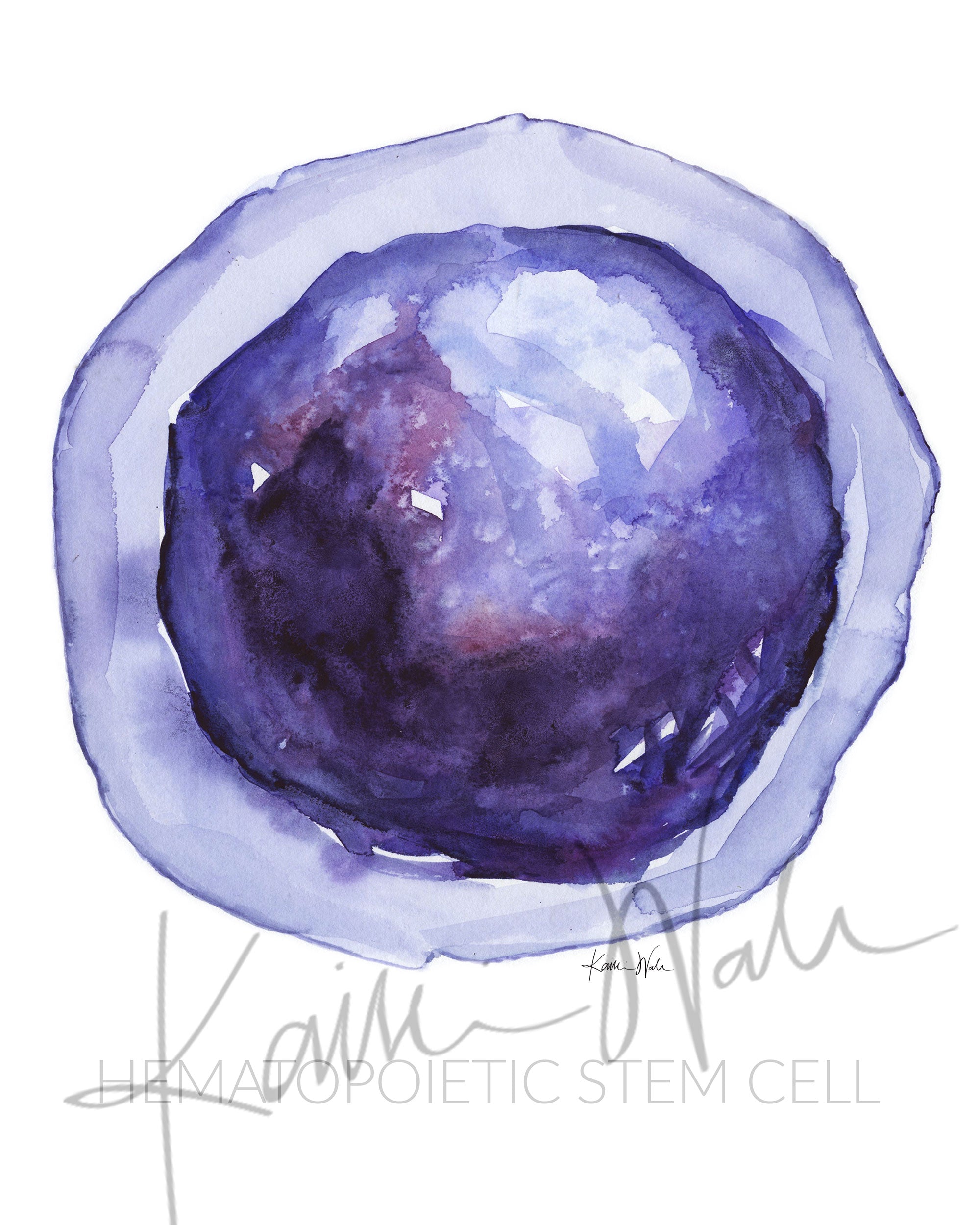 Unframed watercolor painting of Hemaopoietic Stem Cell.