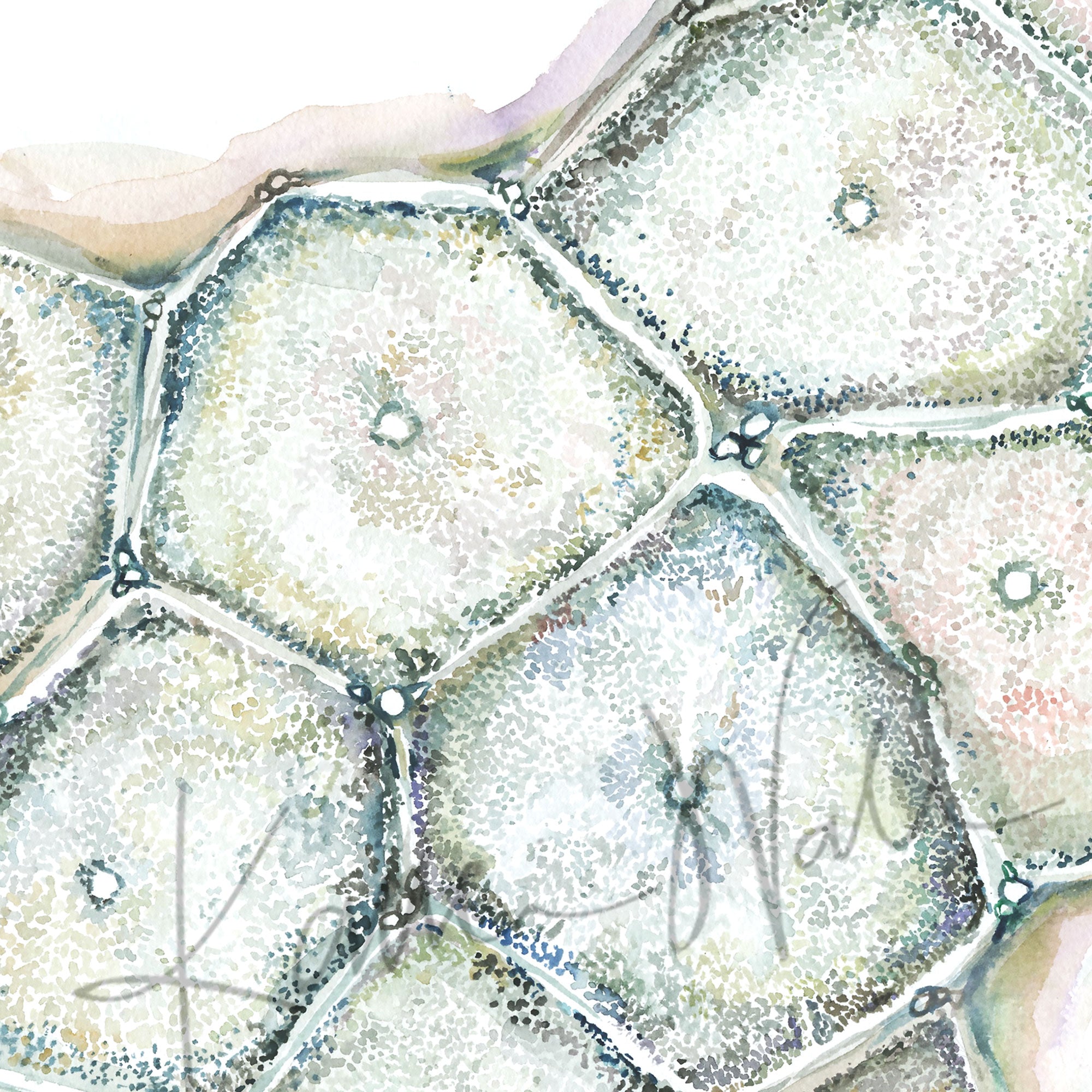 Liver Lobules Watercolor Print