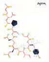 Oxytocin Watercolor Print - Happy Hormones