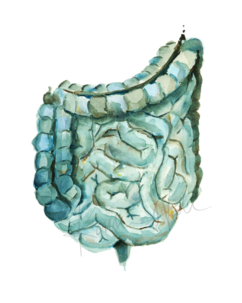 Intestines In Blue-Green Print Watercolor