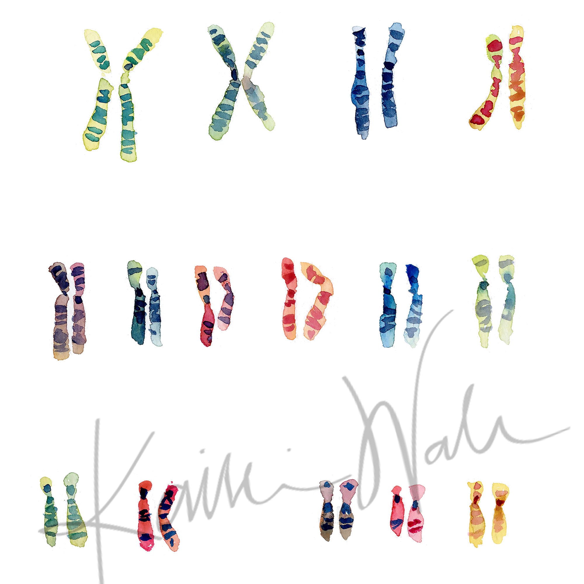 Zoomed in view of a watercolor painting of the karyotype of someone with Down Syndrome.