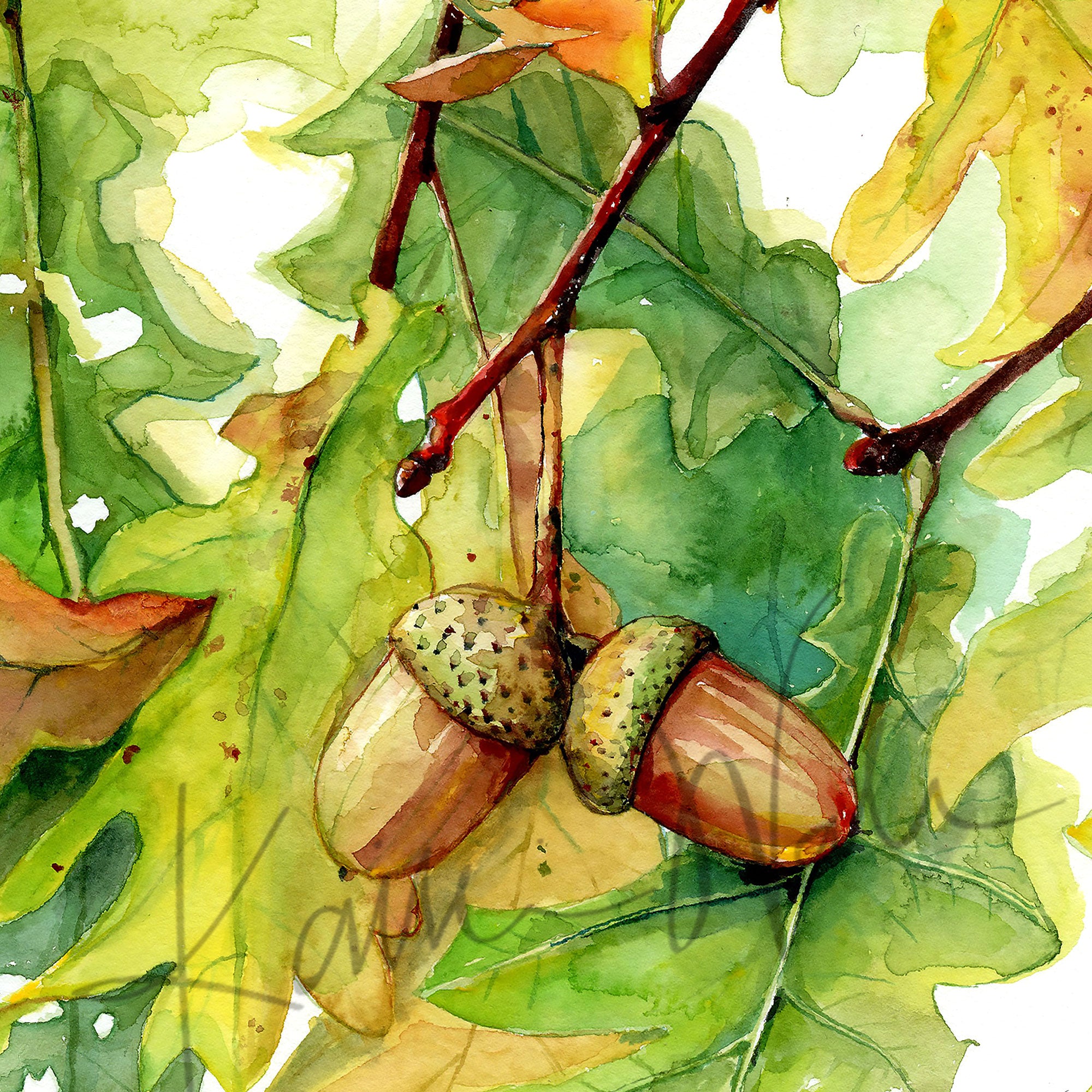 Zoomed in view of a watercolor painting of autumn leaves and acorns hanging from an oak tree.