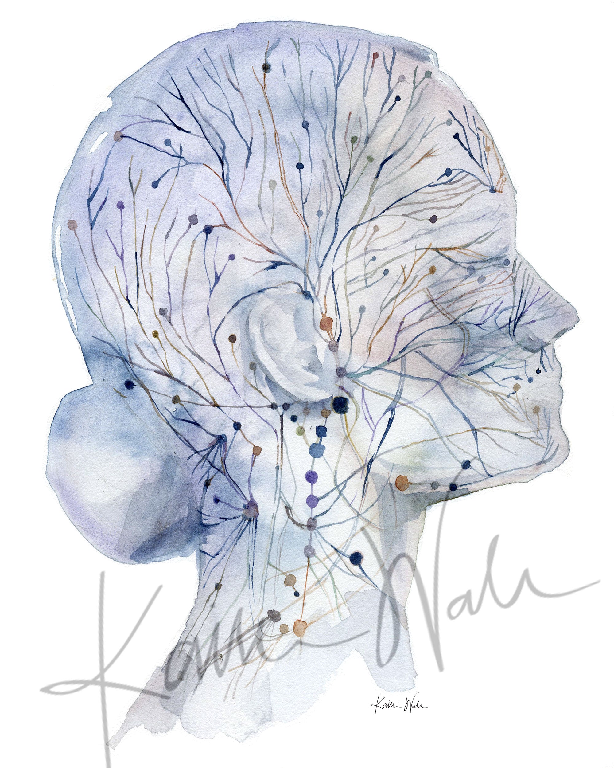 Unframed watercolor painting of a head and neck showing the lymphatic system.