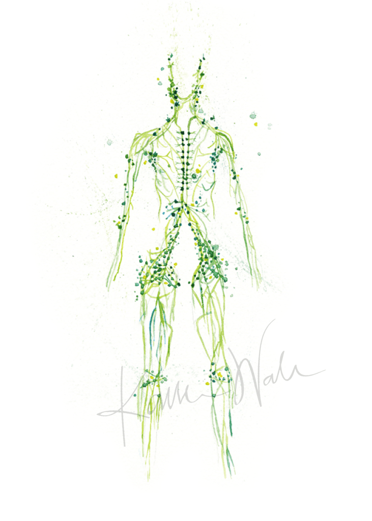 Lymphatic System Print Watercolor
