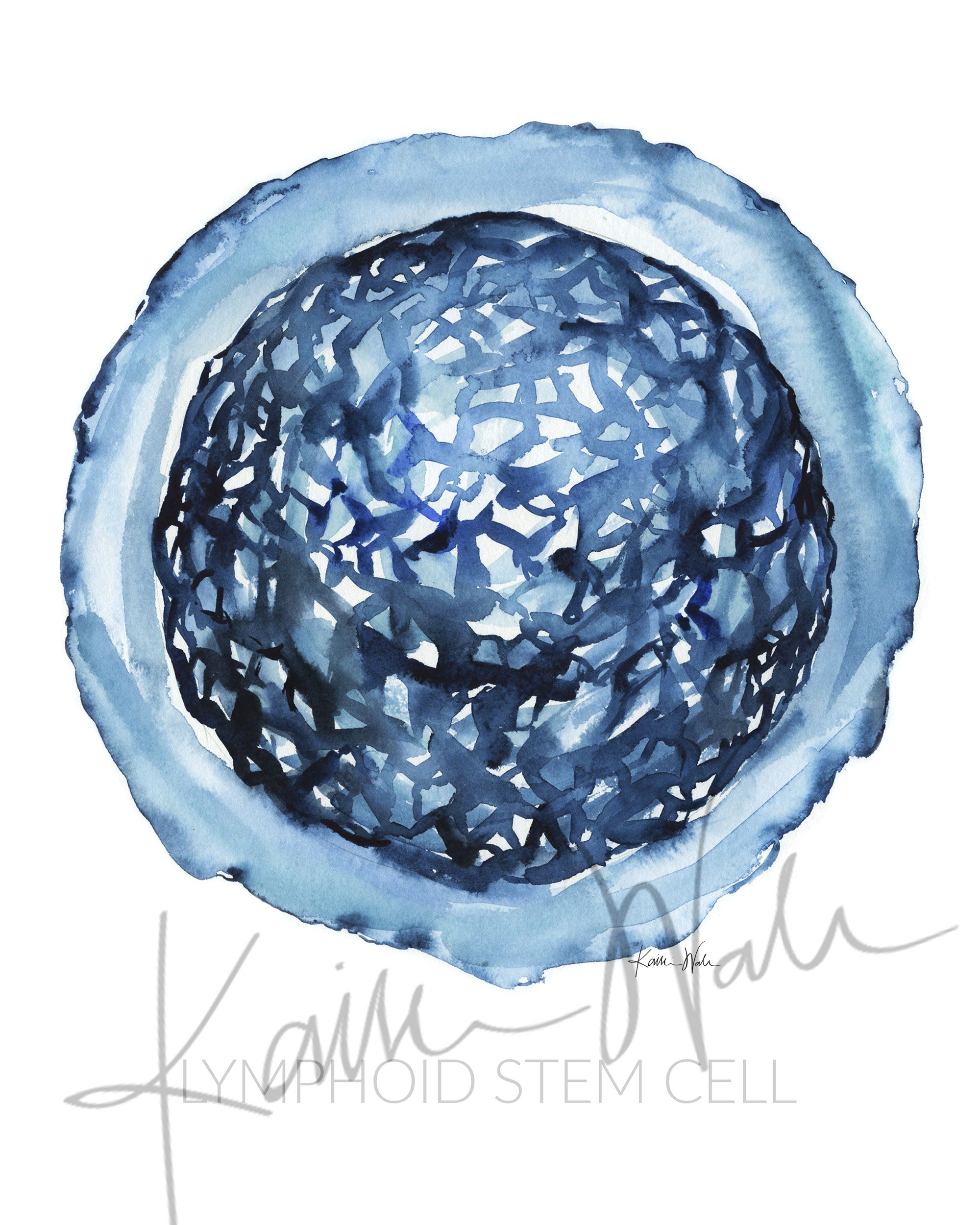 Unframed watercolor painting of Lymphoid Stem Cell.