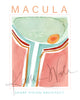 Macula Poster - LIMITED EDITION DIGITAL DOWNLOAD