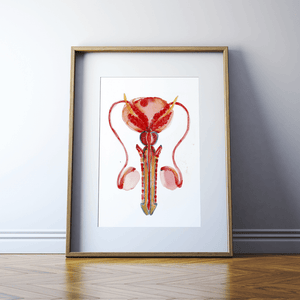 Male Reproductive Anatomy Print Watercolor