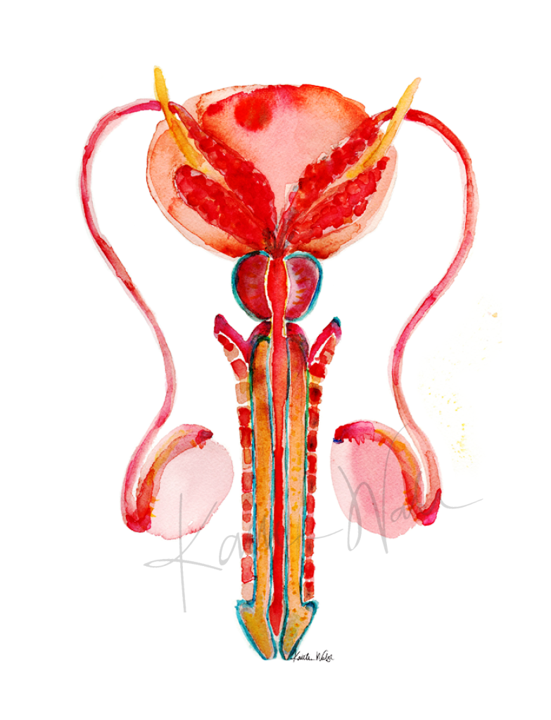 Male Reproductive Anatomy Print Watercolor